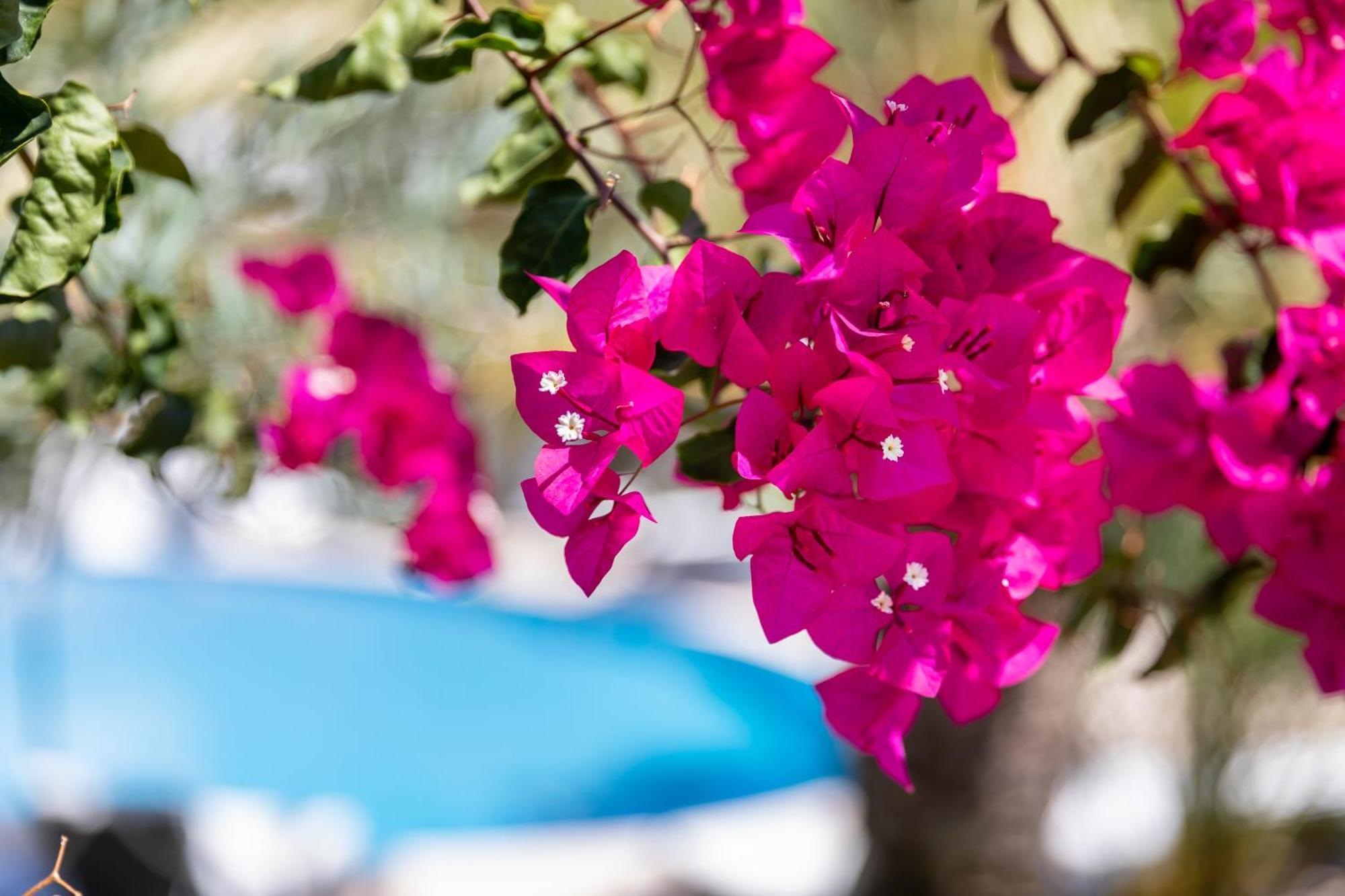 Vila Balaia - Luxury Boutique Villas Albufeira Exterior photo